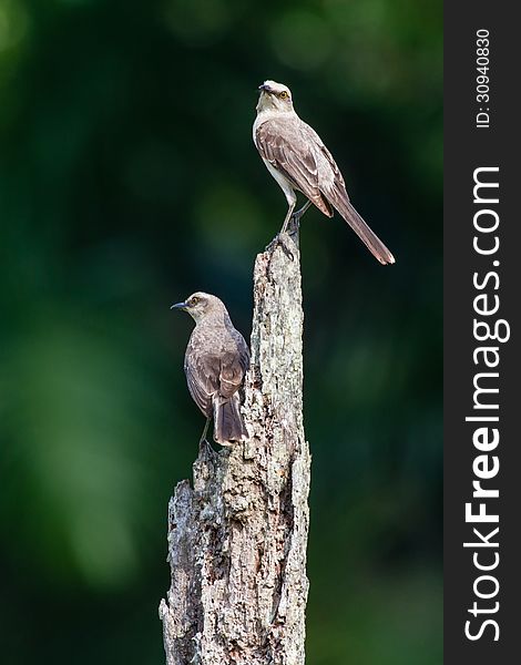 Two Mockingbirds on a dead tree at the edge of the rainforest. Two Mockingbirds on a dead tree at the edge of the rainforest.