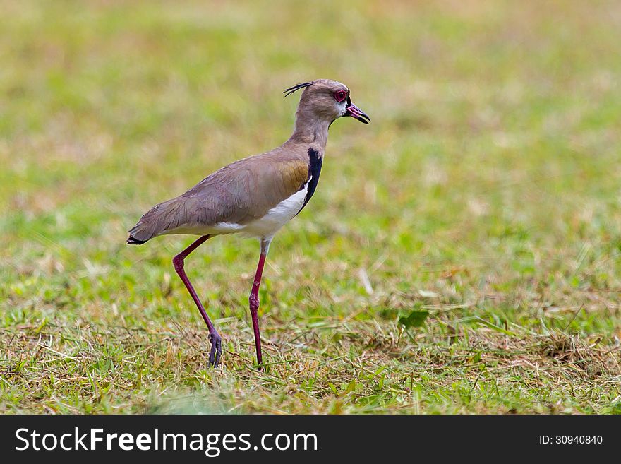 Southern Lapwing on a stroll