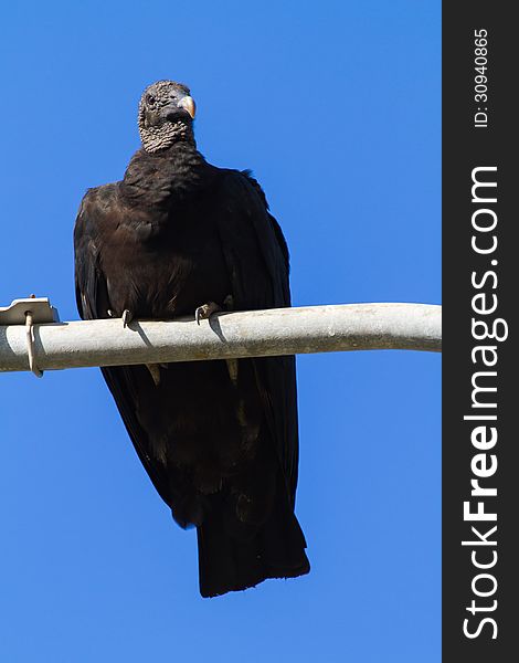 Black Vulture looking majestically down on me. Black Vulture looking majestically down on me