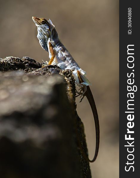 Brown Anole sunbathing on a rock while shredding his old skin. Brown Anole sunbathing on a rock while shredding his old skin