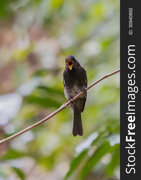 The Black Phoebe, a migrant flycatcher, in Boquete, Panama. The Black Phoebe, a migrant flycatcher, in Boquete, Panama