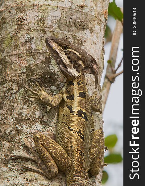 The Basilisk Lizard is well camouflaged against the tree