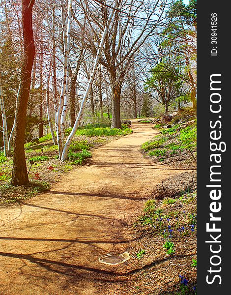 Walk path in the forest. Walk path in the forest