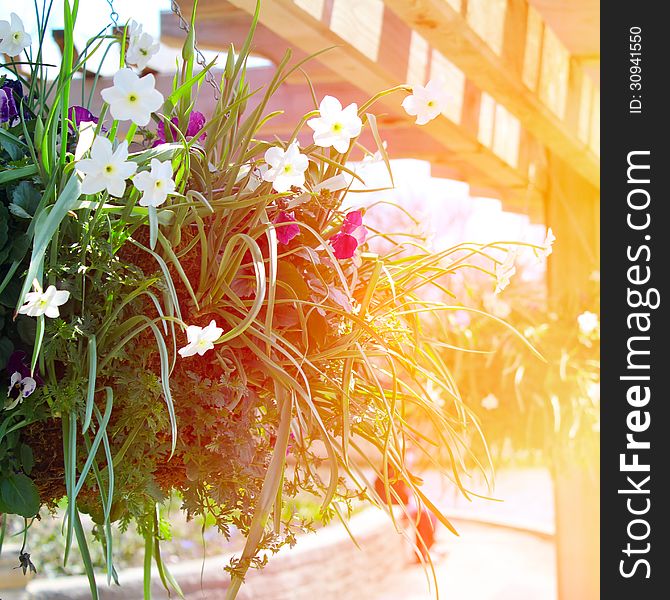 Mixed flowers in a hanging basket with sunlight. Mixed flowers in a hanging basket with sunlight