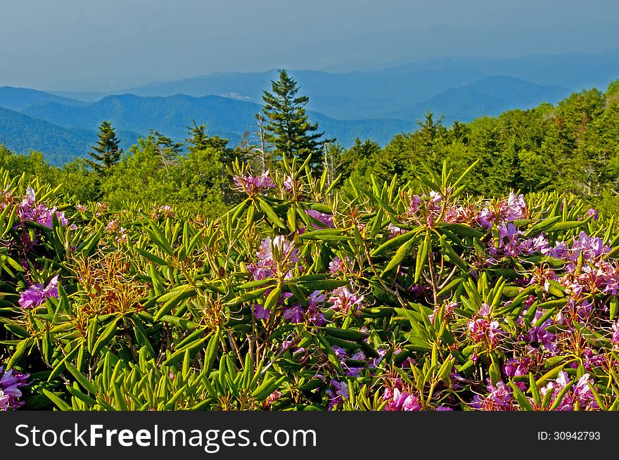 A mountainside explodes with rododendron blooming. A mountainside explodes with rododendron blooming.