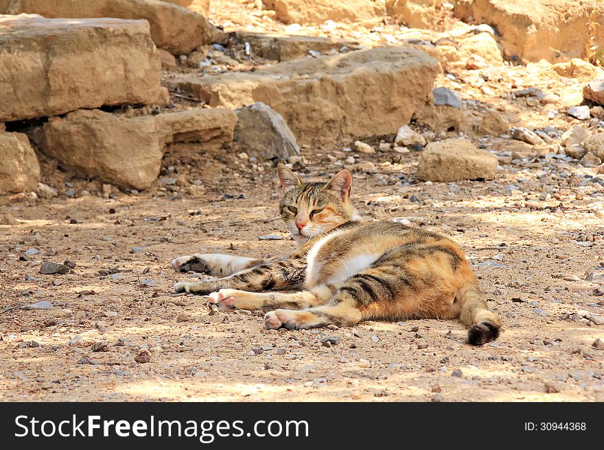 Stray cat in old town Lindos, Rhodes island, Greece