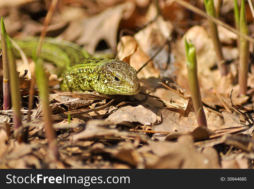 Green lizard scares his rustle among the dead leaves. May, the Ryazan area, Russia. Green lizard scares his rustle among the dead leaves. May, the Ryazan area, Russia.