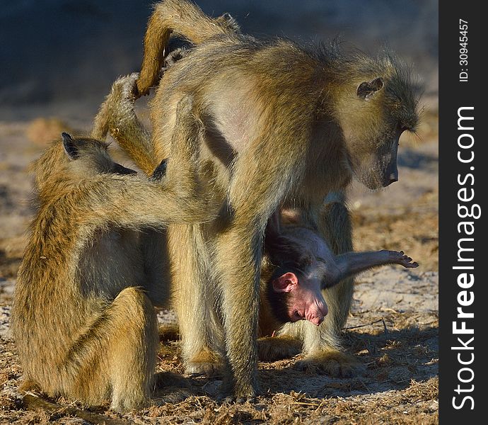 Baboon family grooming with baby hanging on. Baboon family grooming with baby hanging on