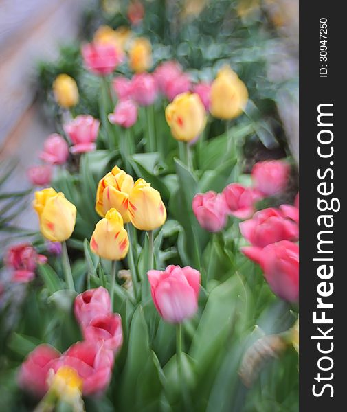 A row of yellow and pink tulips taken with a Lensbaby lens. A row of yellow and pink tulips taken with a Lensbaby lens.