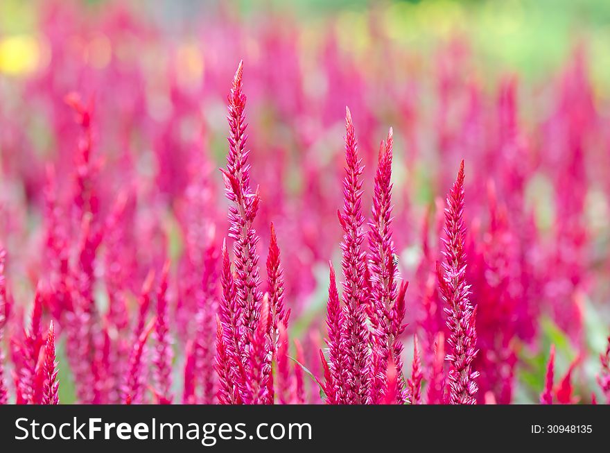 Celosia Argentea Red With Background