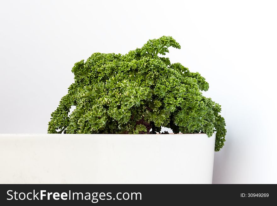 Fresh parsley in flowerpot on white background. Fresh parsley in flowerpot on white background.