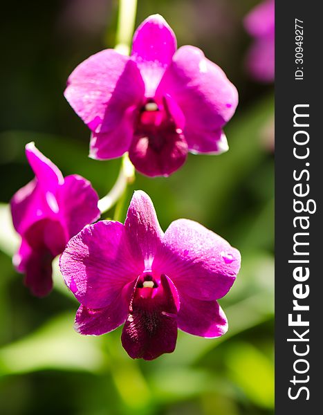 Purple orchid flowers in a garden. Purple orchid flowers in a garden