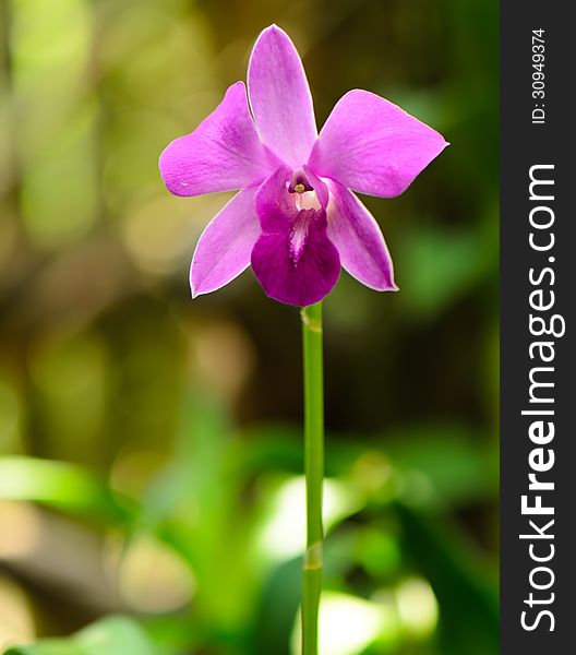 Violet Orchid Flower Alone, Compactum Hybride Pink