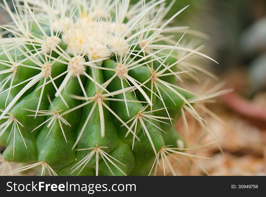 Closeup cactus
