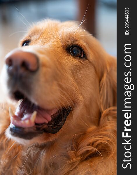 Blissful Golden Retriever: A Portrait Of Canine Joy. Pure Happiness Radiating From The Face Of A Golden Retriever With A Wide Grin