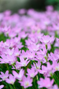 Rain Lily &x28;Fairy Lily, Zephyranthes Rosea&x29; Blooming In Garden, P Stock Photos