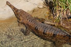 Gharial Stock Photography