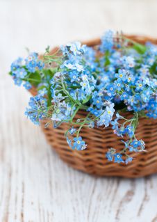 Bunch Of Forget-me-nots Flowers Royalty Free Stock Photos Bunch Of Forget-me-nots Flowers Royalty Free Stock Photos
