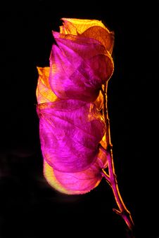Seed Capsule In Amber And Magenta Light Royalty Free Stock Photography