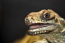 Portrait Of A Lizard Royalty Free Stock Image Portrait Of A Lizard Royalty Free Stock Image