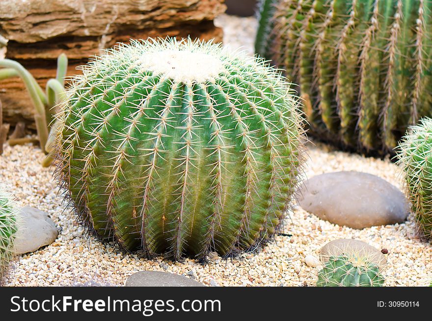 Cactus closeup in indoor garden