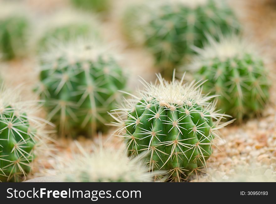 Cactus closeup in indoor garden