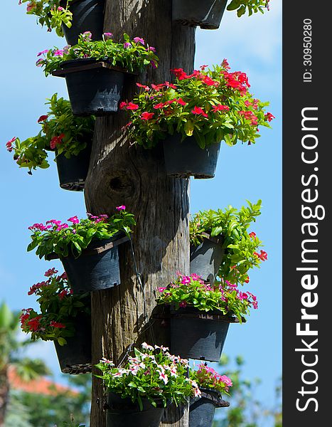 Flowers on wood in a garden. Flowers on wood in a garden