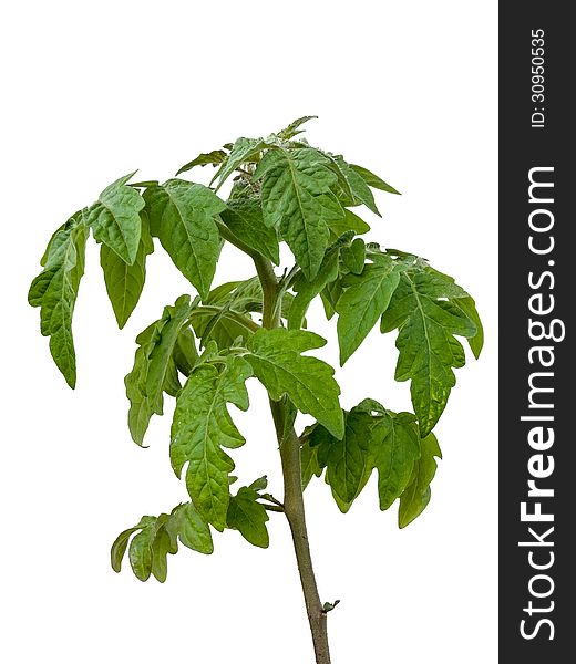 Tomato plant. Isolated on white background.