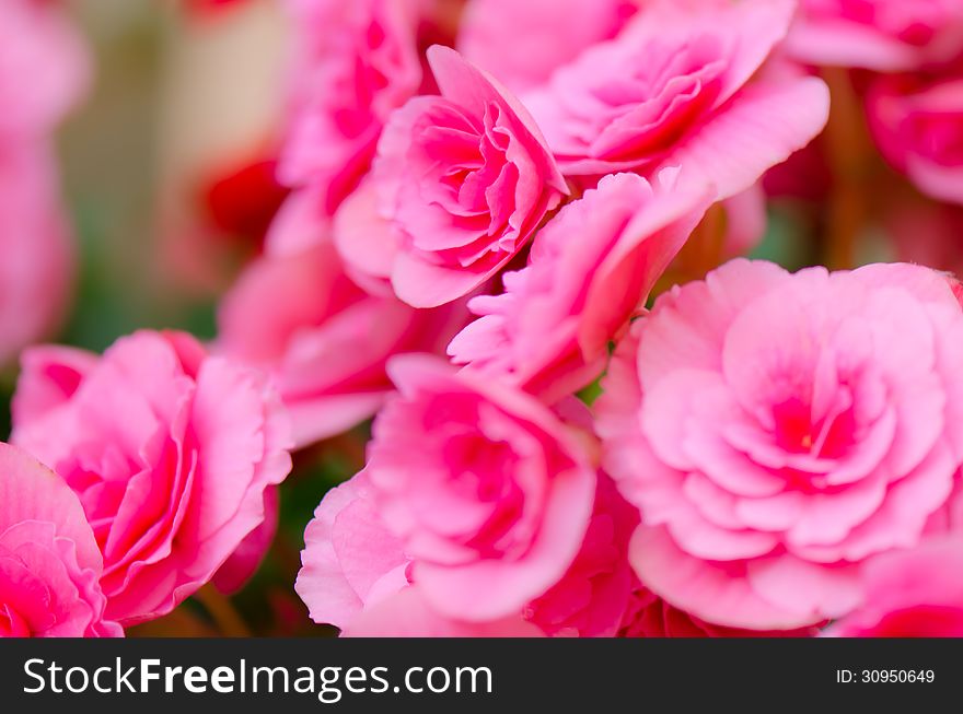 Begonia Flower In Garden