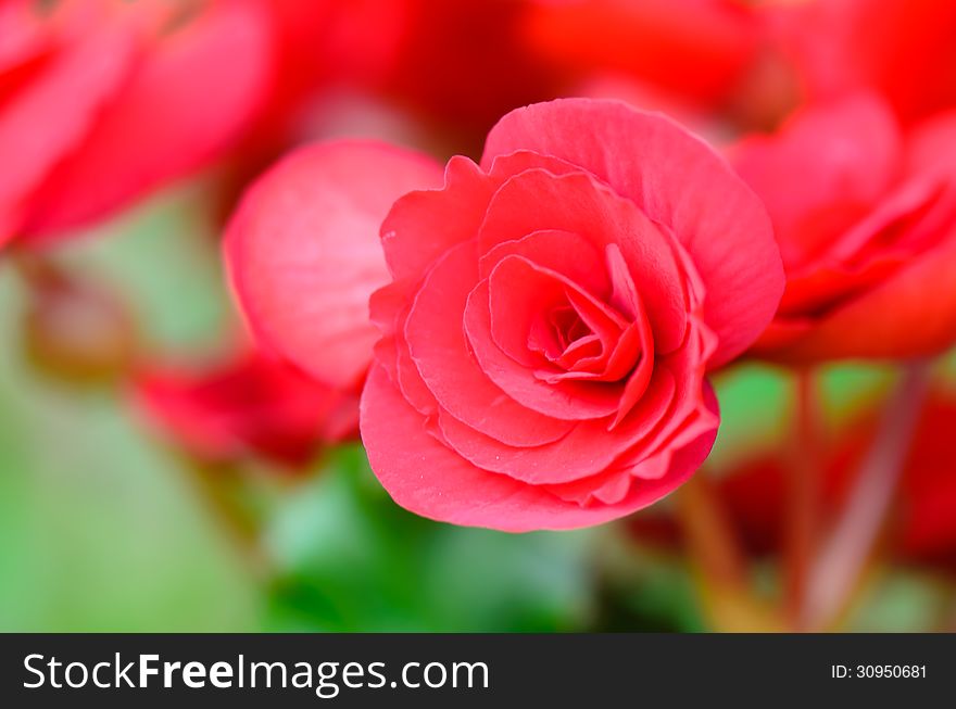 Close Up Begonia Flower