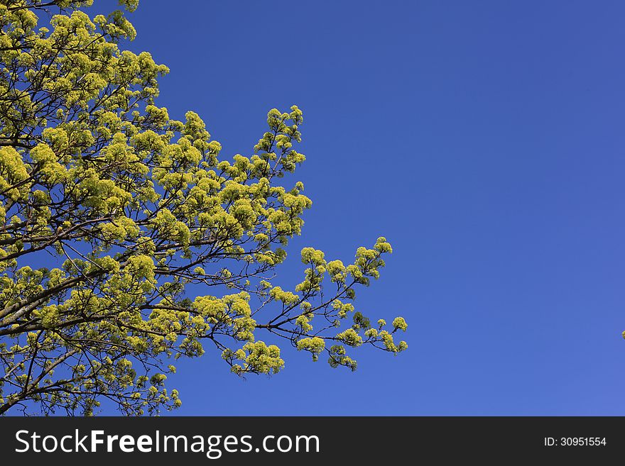 Flowering Trees of Spring