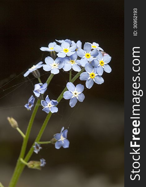 Vertical photo of a blue Asiatic Forget-Me-Not with spider web and blurred black background