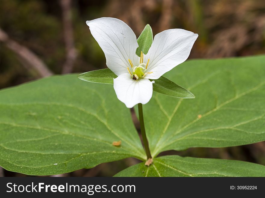 Horizontal photo of a white Western Wake Robin also known as Trillium with leaves and blurred branches as background. Horizontal photo of a white Western Wake Robin also known as Trillium with leaves and blurred branches as background