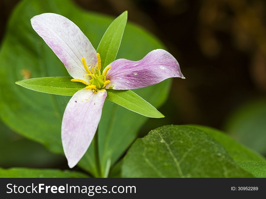 Trillium Western Wake Robin