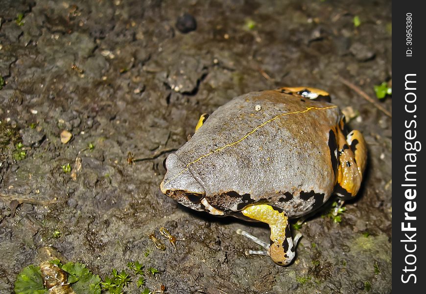 The sheepfrog seen resting here is an ornate species of microhylid frog of the southern U. S. and Central America that sounds like the bleat of a sheep when it calls during rainy months. The sheepfrog seen resting here is an ornate species of microhylid frog of the southern U. S. and Central America that sounds like the bleat of a sheep when it calls during rainy months.