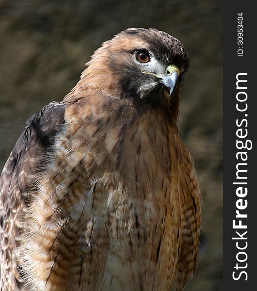 Red Tail Hawk Sitting In Sun