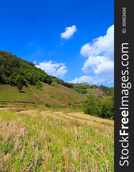 Harvested Rice Field in the Mountain on Sunny Day, Chiang mai, Thailand