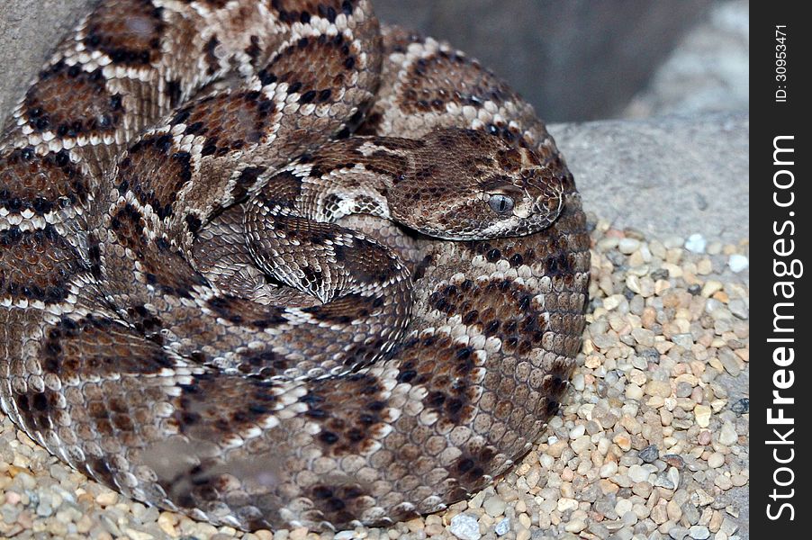 Dangerous Coiled Rattle Snake On Gravel Background. Dangerous Coiled Rattle Snake On Gravel Background