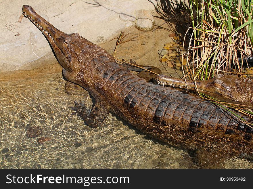 Two Tropical False Gharials Resting In Water