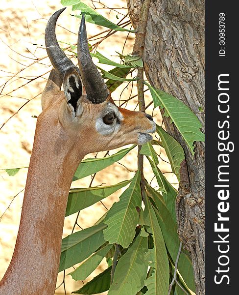 Young Male Antelope Feeding On Leaves. Young Male Antelope Feeding On Leaves