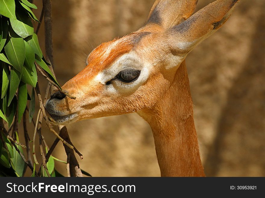 Delicate Female Antelope Feeding On Leaves In Sunshine. Delicate Female Antelope Feeding On Leaves In Sunshine
