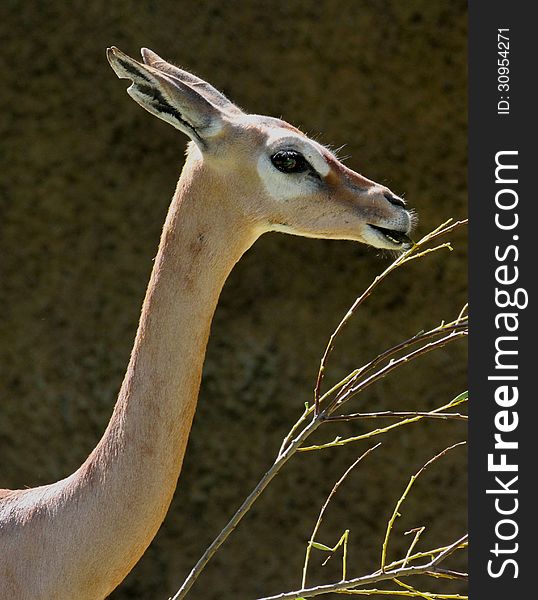 Young Female Antelope Posing In Profile. Young Female Antelope Posing In Profile