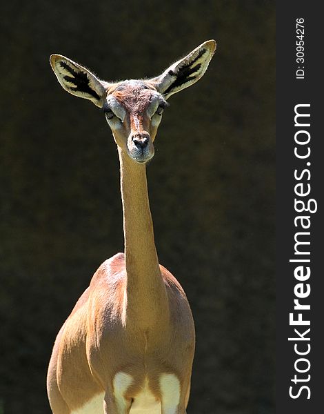 Young Female Antelope Posing Face Forward. Young Female Antelope Posing Face Forward