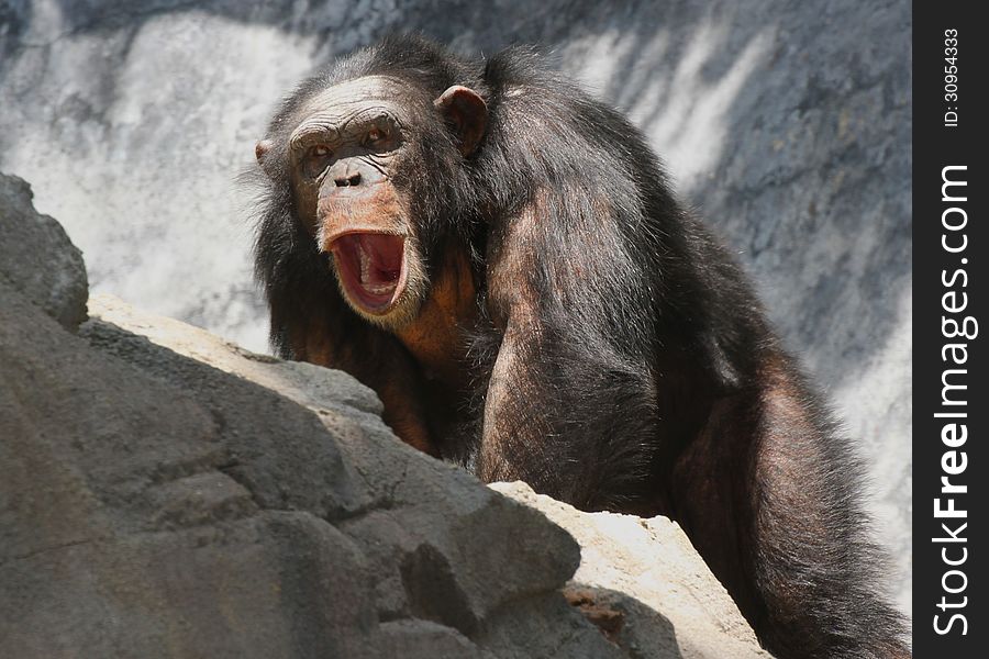 Chimpanzee