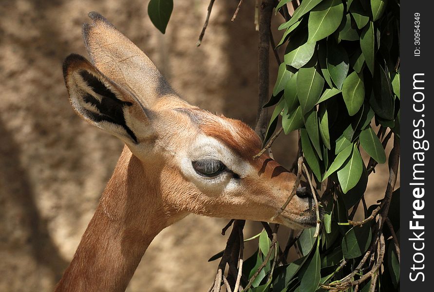 Young Female Antelope Posing In Profile. Young Female Antelope Posing In Profile