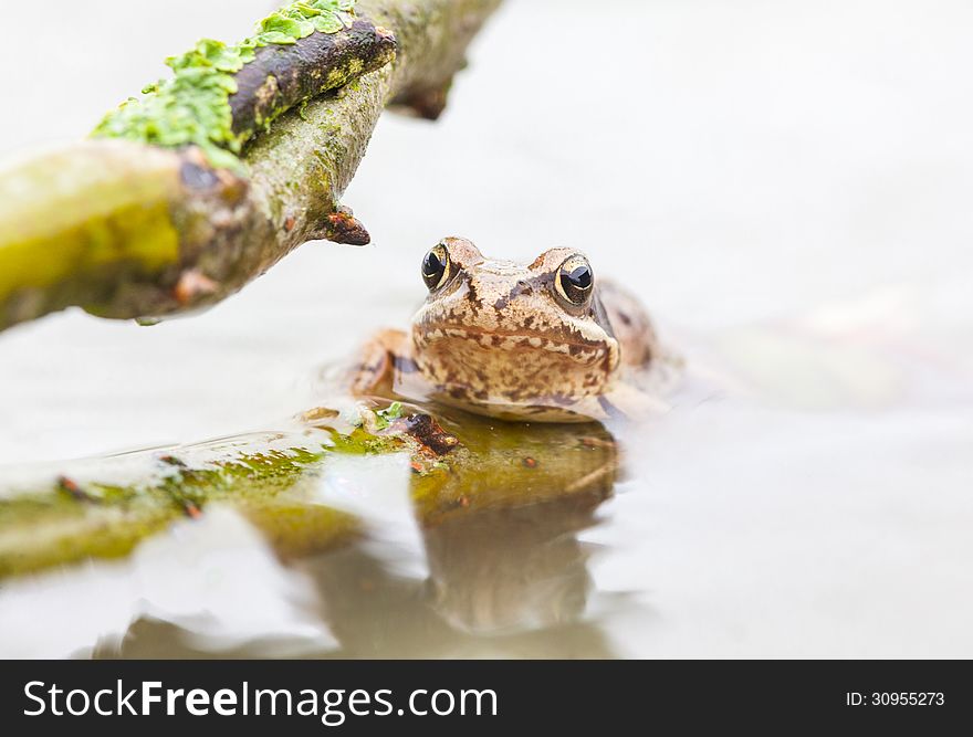 Frog on the water whit the tree