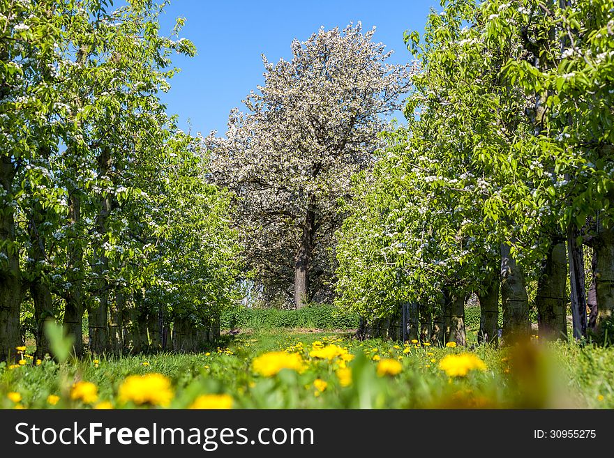 Spring Flowers