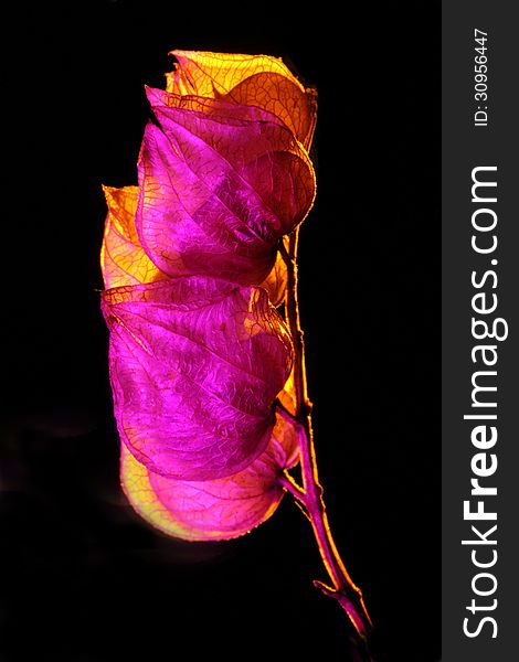 Empty seed capsule of a plant growing in the woods, dried out. Seen in magenta light and lit from behind with amber colored light. Empty seed capsule of a plant growing in the woods, dried out. Seen in magenta light and lit from behind with amber colored light