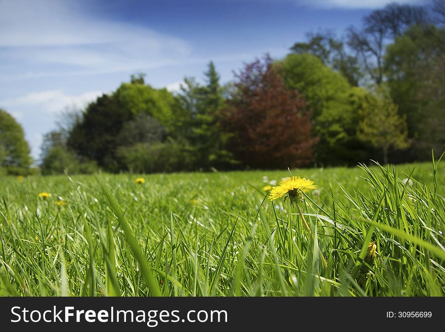Focus on lone dandelion with treelined edge of meadow in background. Focus on lone dandelion with treelined edge of meadow in background