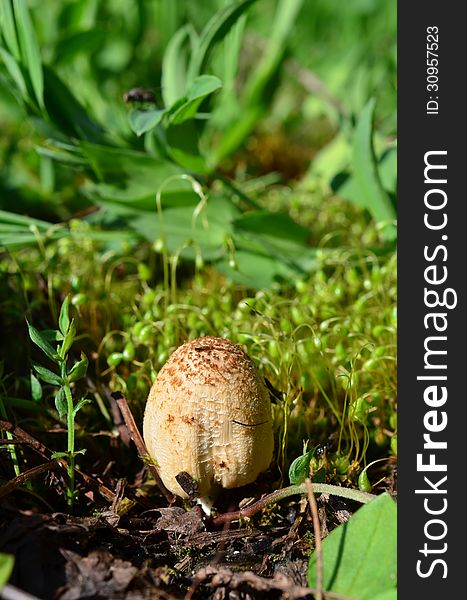 Small, young mushroom Glistening Ink Cap ( Coprinus micaceus) among green moss sporophytes in spring, vertical orientation. Small, young mushroom Glistening Ink Cap ( Coprinus micaceus) among green moss sporophytes in spring, vertical orientation